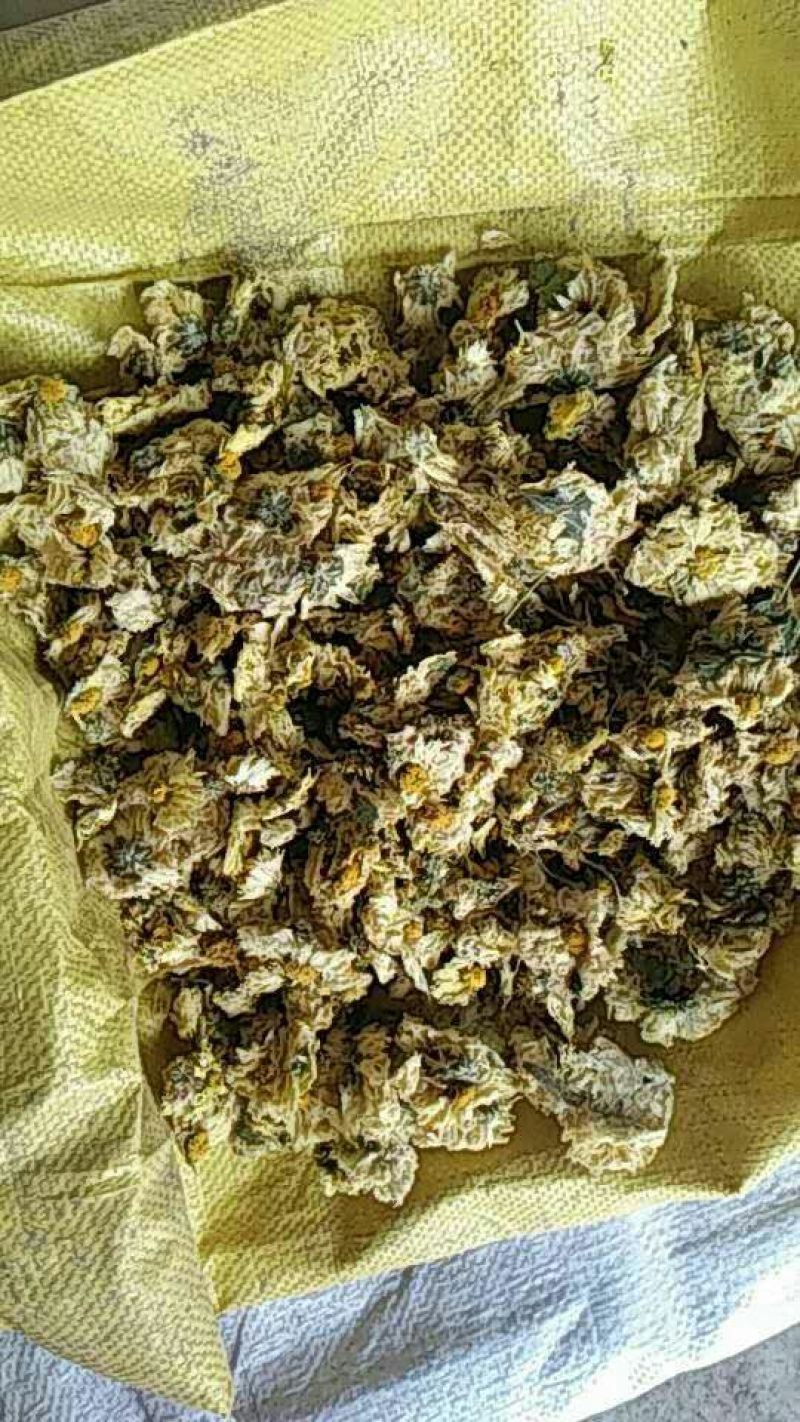 药用菊花散装