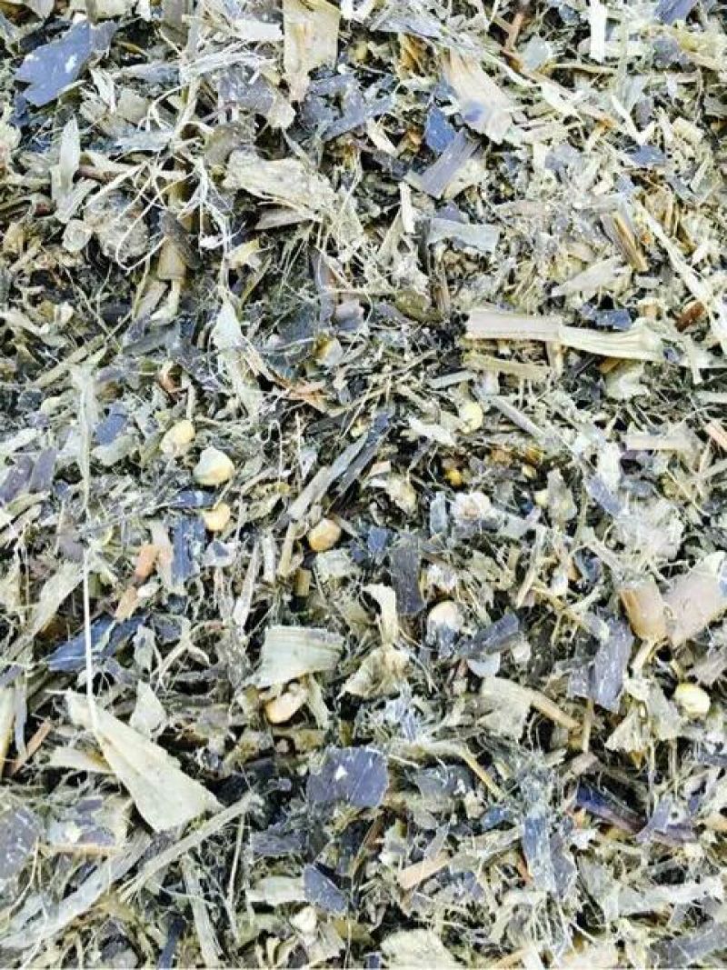 青储玉米48个月