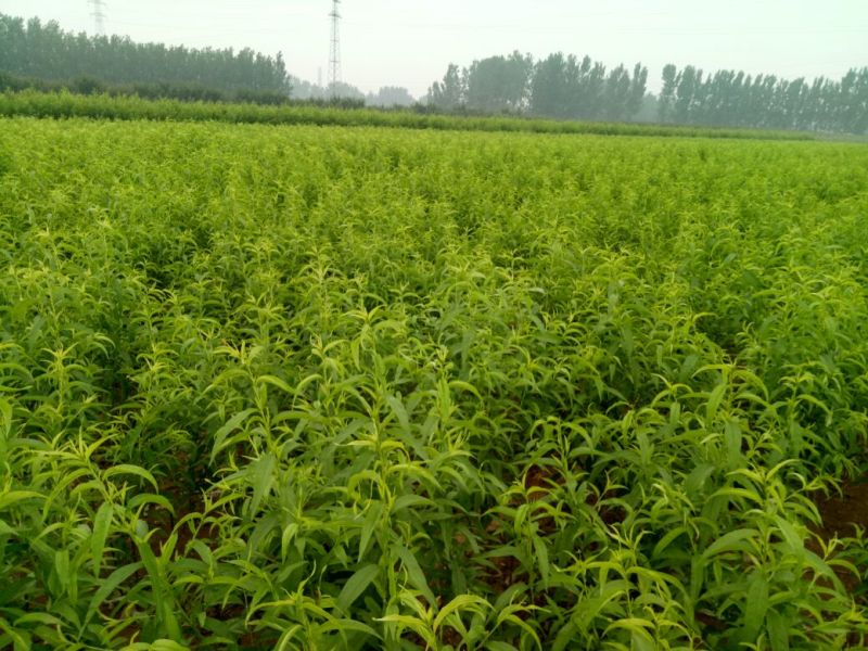 黄桃树苗8月份成熟的桃
