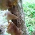 黑木耳菌棒