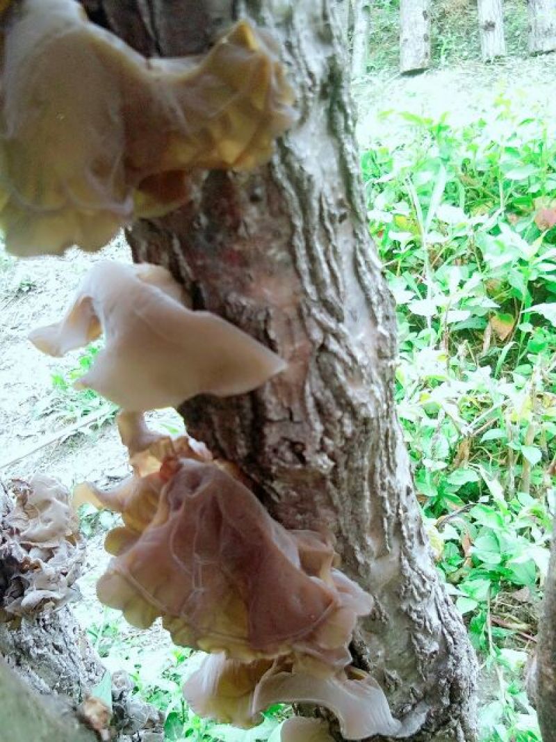 黑木耳菌棒