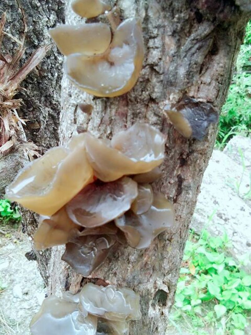 黑木耳菌棒