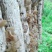 黑木耳菌棒