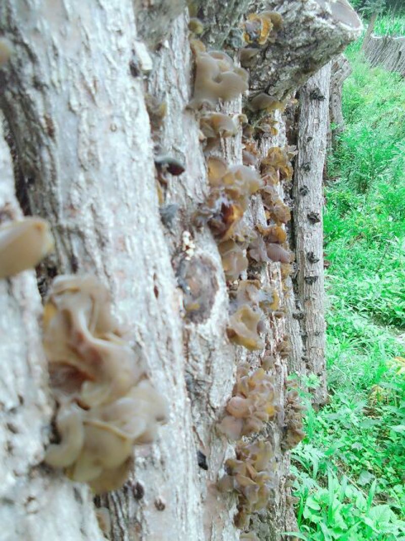 黑木耳菌棒