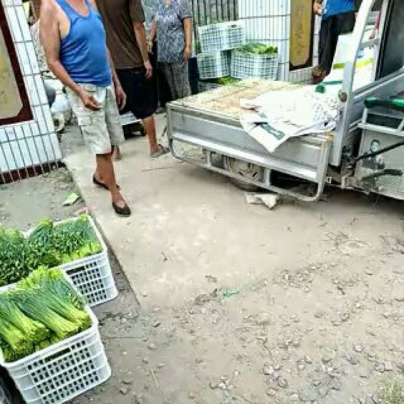 韮苔30cm以上