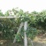 夏黑葡萄苗2年30~50cm