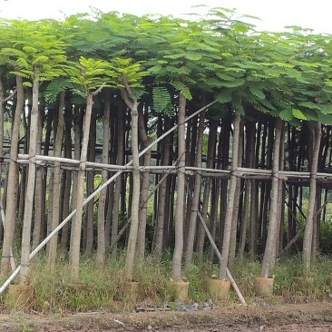 凤凰树4~6cm3~3.5m