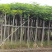 凤凰树4~6cm3~3.5m