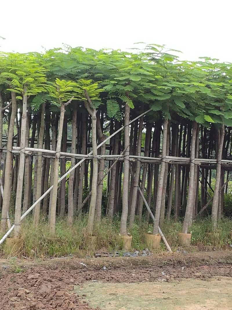 凤凰树4~6cm3~3.5m
