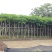 凤凰树4~6cm3~3.5m