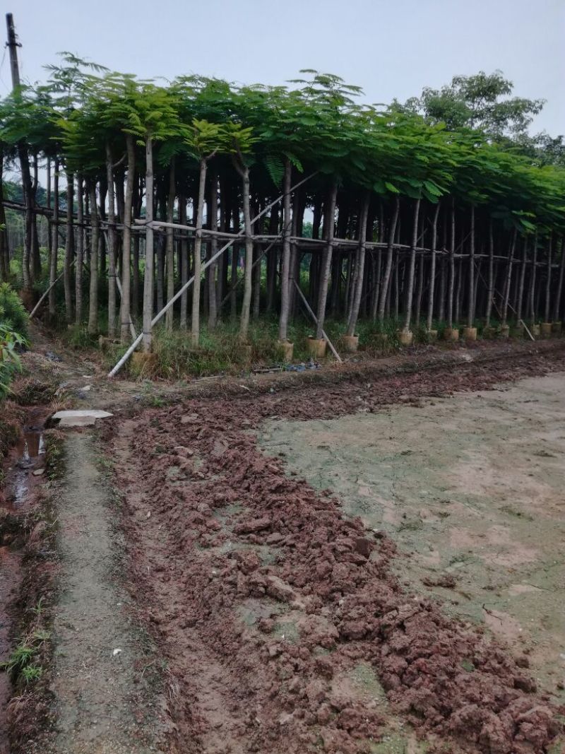凤凰树4~6cm3~3.5m