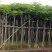 凤凰树4~6cm3~3.5m