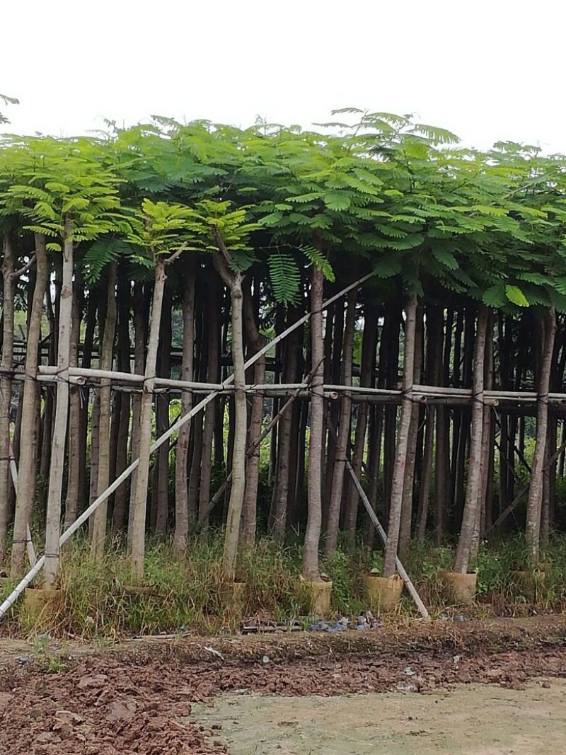 凤凰树4~6cm3~3.5m