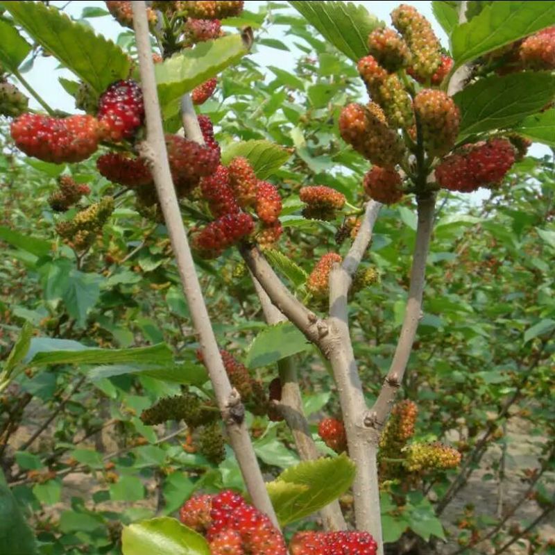 大十桑树苗40~50cm