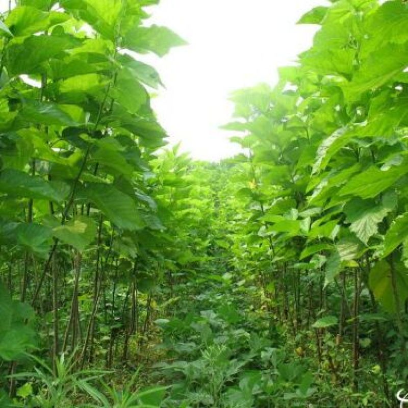 大十桑树苗40~50cm