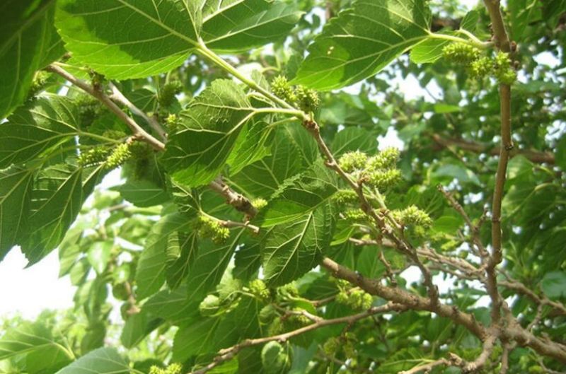 大十桑树苗40~50cm