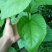 桑树苗40~50cm