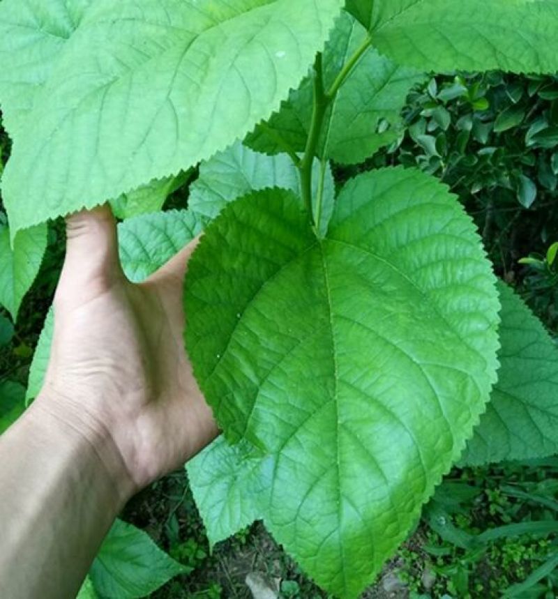 桑树苗40~50cm
