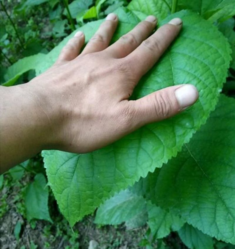 桑树苗40~50cm