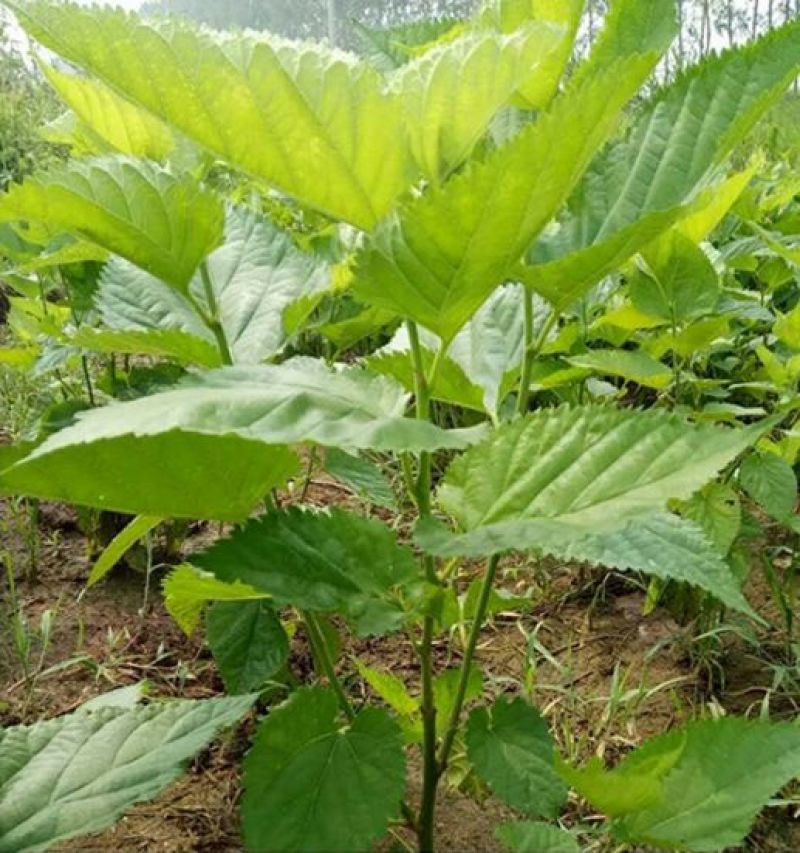 桑树苗40~50cm