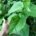 桑树苗40~50cm