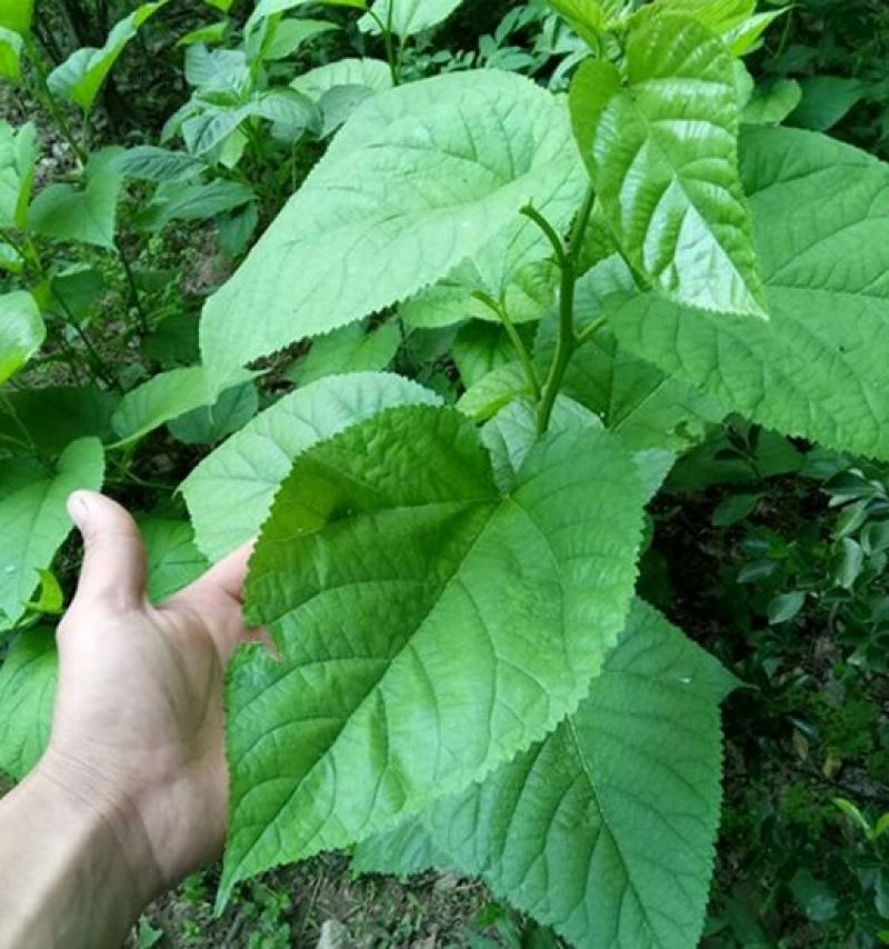 桑树苗40~50cm