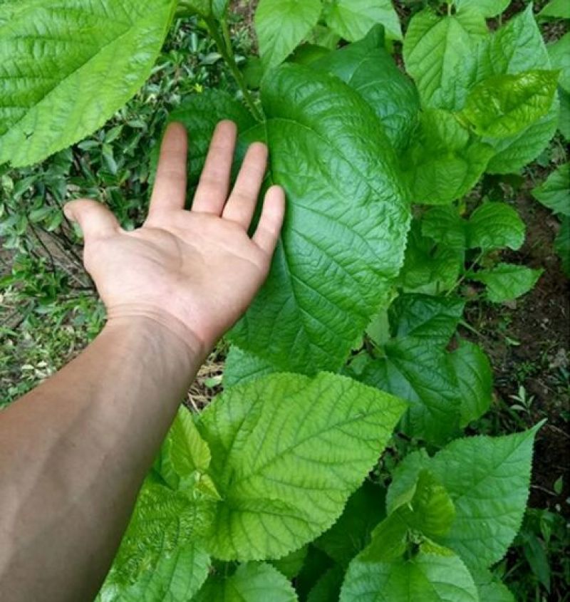 桑树苗40~50cm