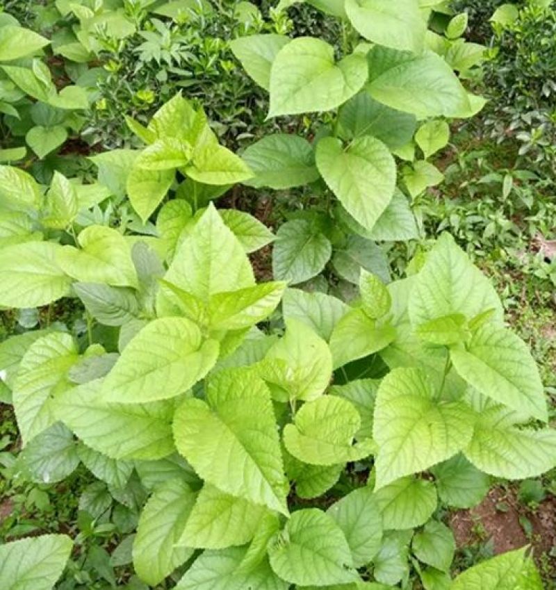 桑树苗40~50cm