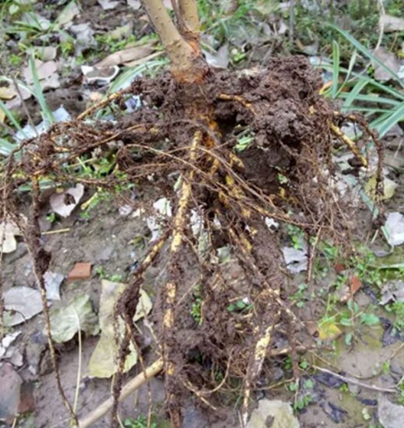 桑树苗40~50cm