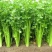 西芹50cm以上