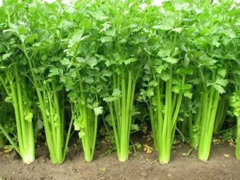 西芹50cm以上