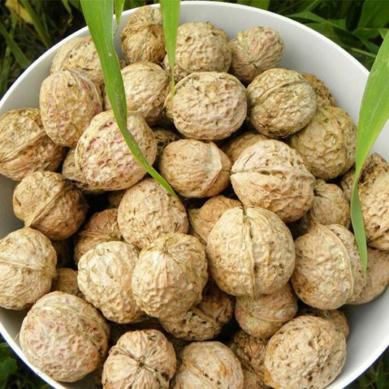 青皮核桃去青皮的新鲜漾濞核桃