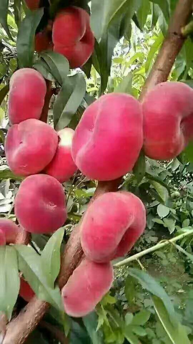 金秋红蜜桃树苗8月份成熟的桃