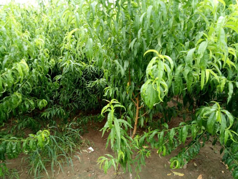 金秋红蜜桃树苗8月份成熟的桃