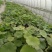 荷花10~20cm