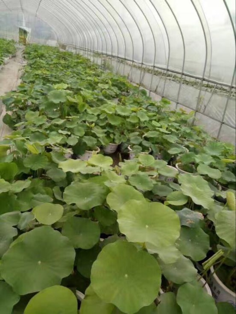 荷花10~20cm