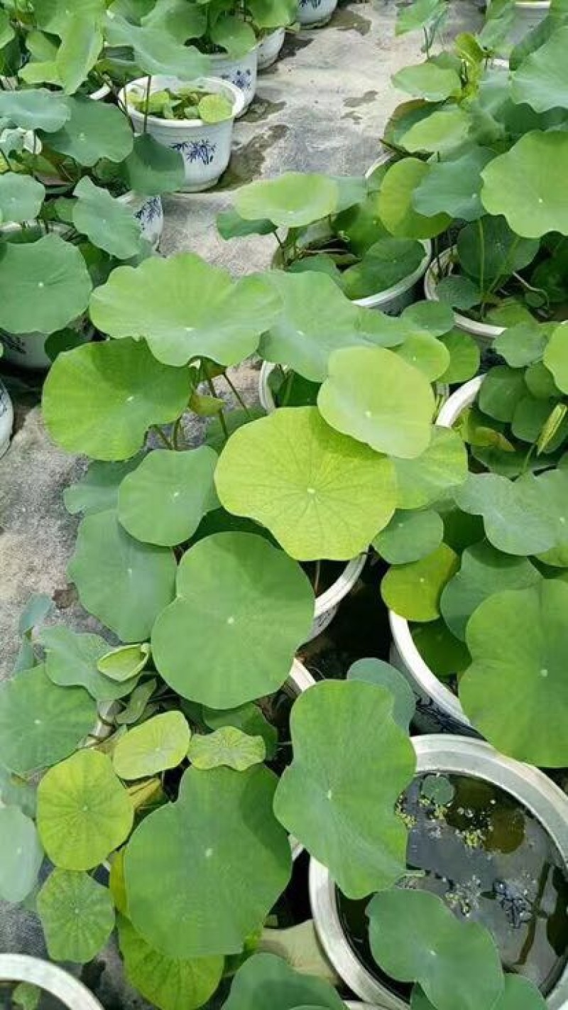 荷花10~20cm