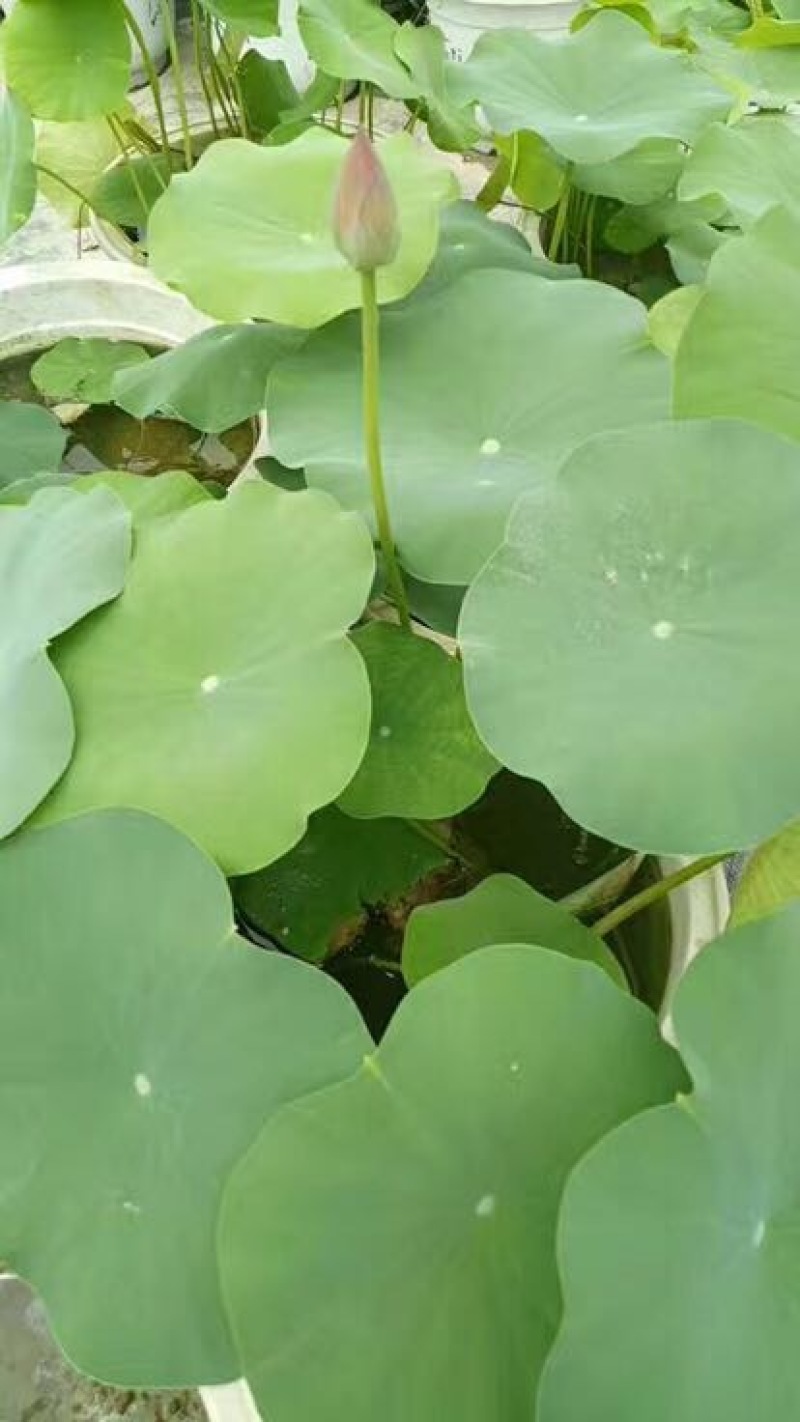 荷花10~20cm