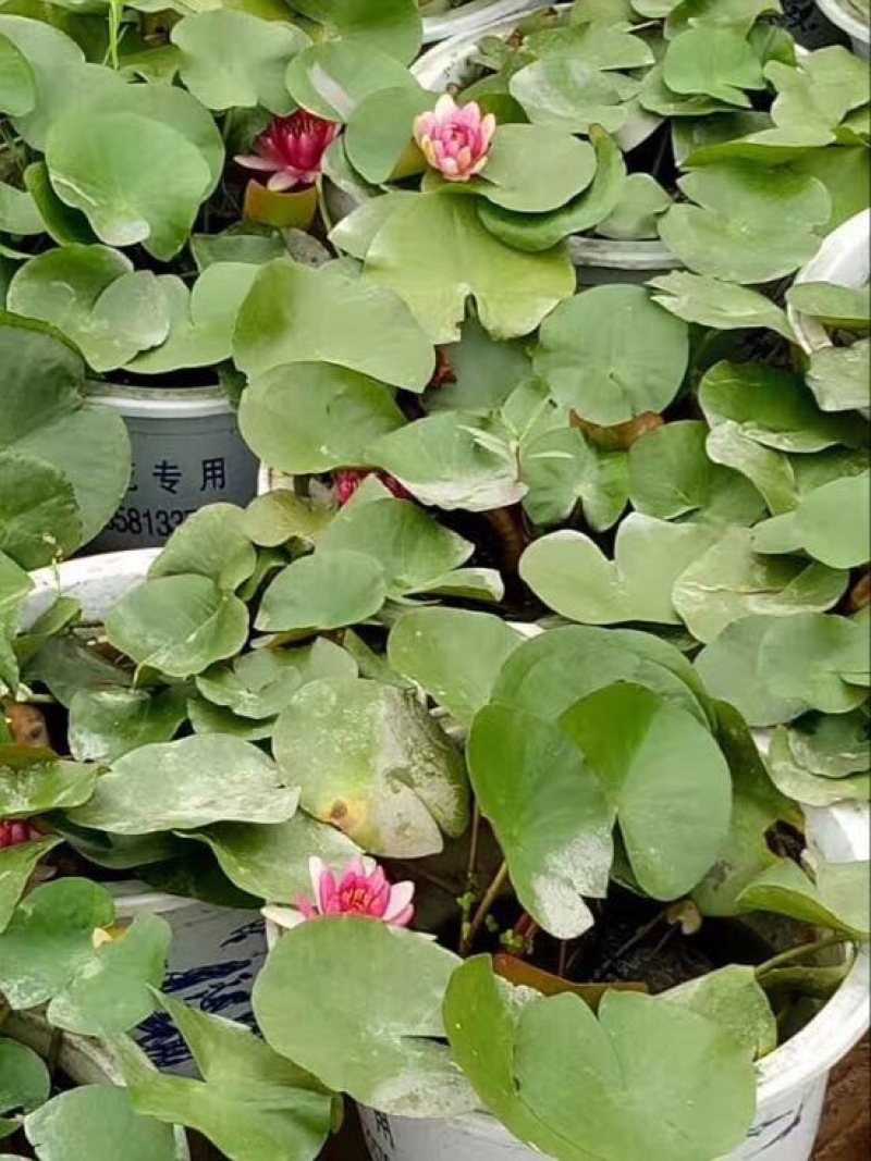 荷花10~20cm