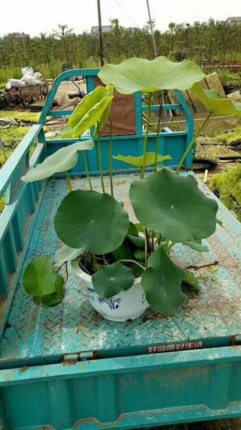 荷花10~20cm