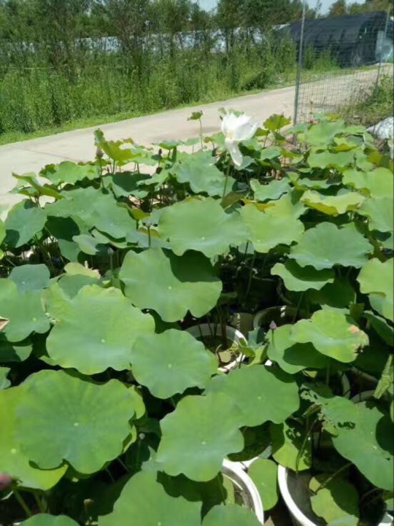 荷花10~20cm