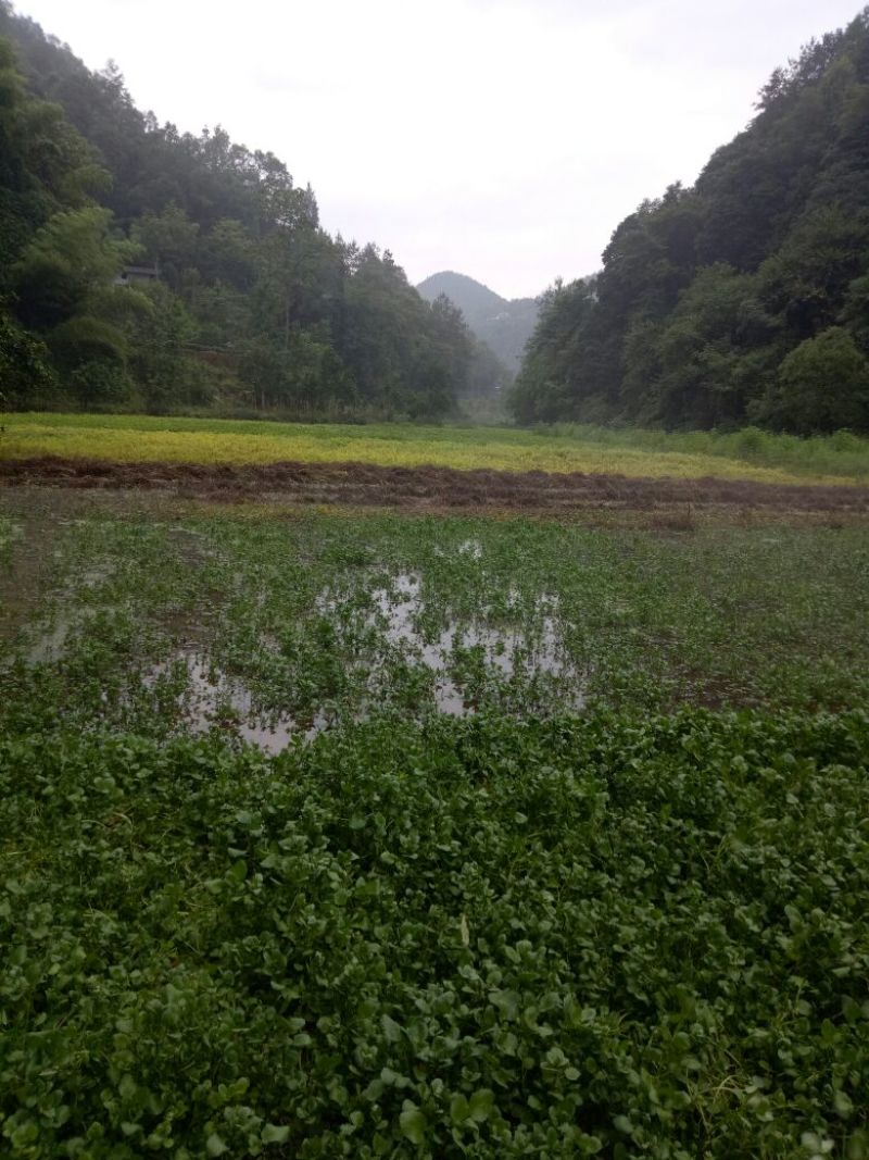 豆瓣菜有机食品