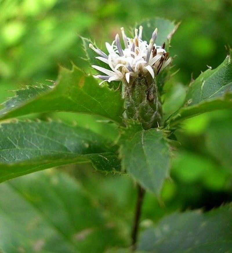 自种植无磷苍术种苗