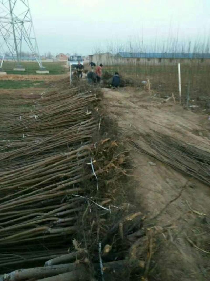 柿树苗70~80cm