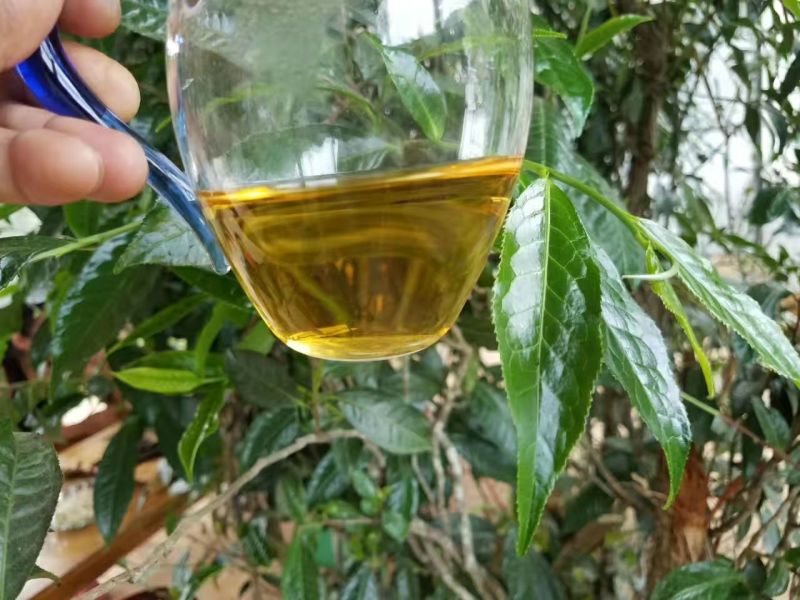 普洱茶一级