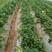 法兰地草莓苗脱毒苗，提供种植技术，苗子健壮章姬，甜查理