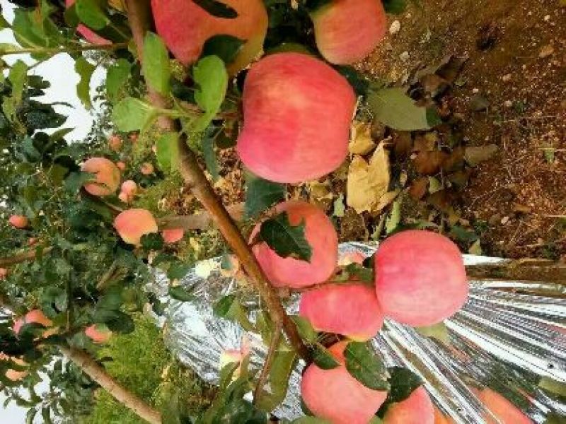 红富士苹果80以上的mm以上膜袋口感好，稀脆甘甜。