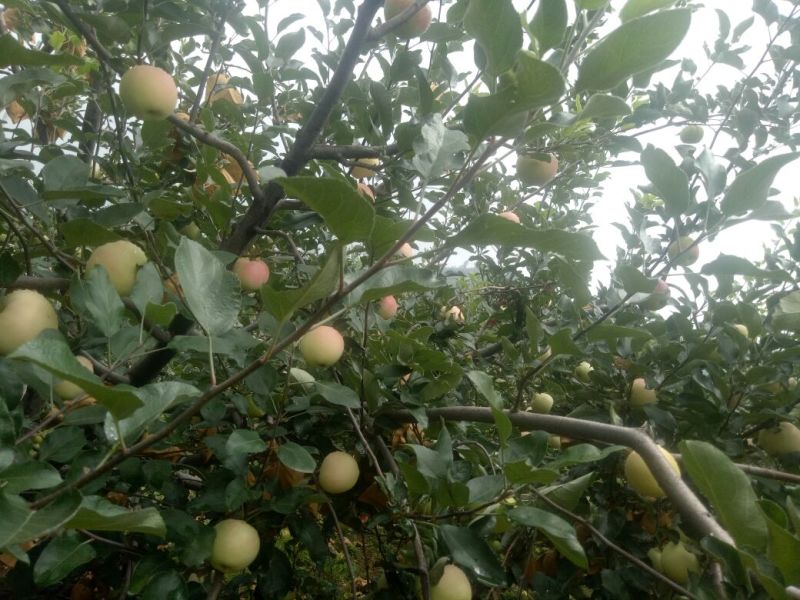 美八苹果75mm以上纸+膜袋，美八苹果大约在八月十号