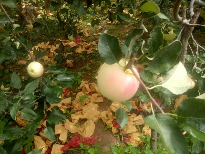 美八苹果75mm以上纸+膜袋，美八苹果大约在八月十号