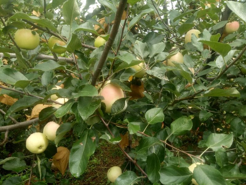美八苹果75mm以上纸+膜袋，美八苹果大约在八月十号